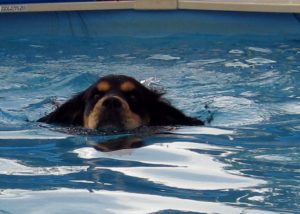 Macchioto learns to swim
