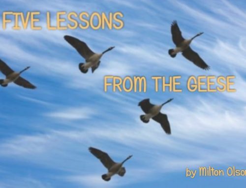 Five Lessons Learned From the Geese